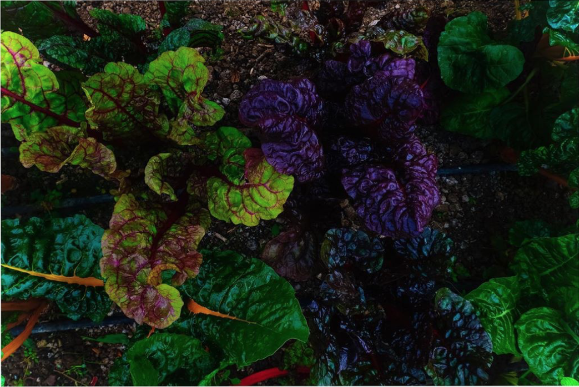 vegetais biológicos da Quinta do Arneiro